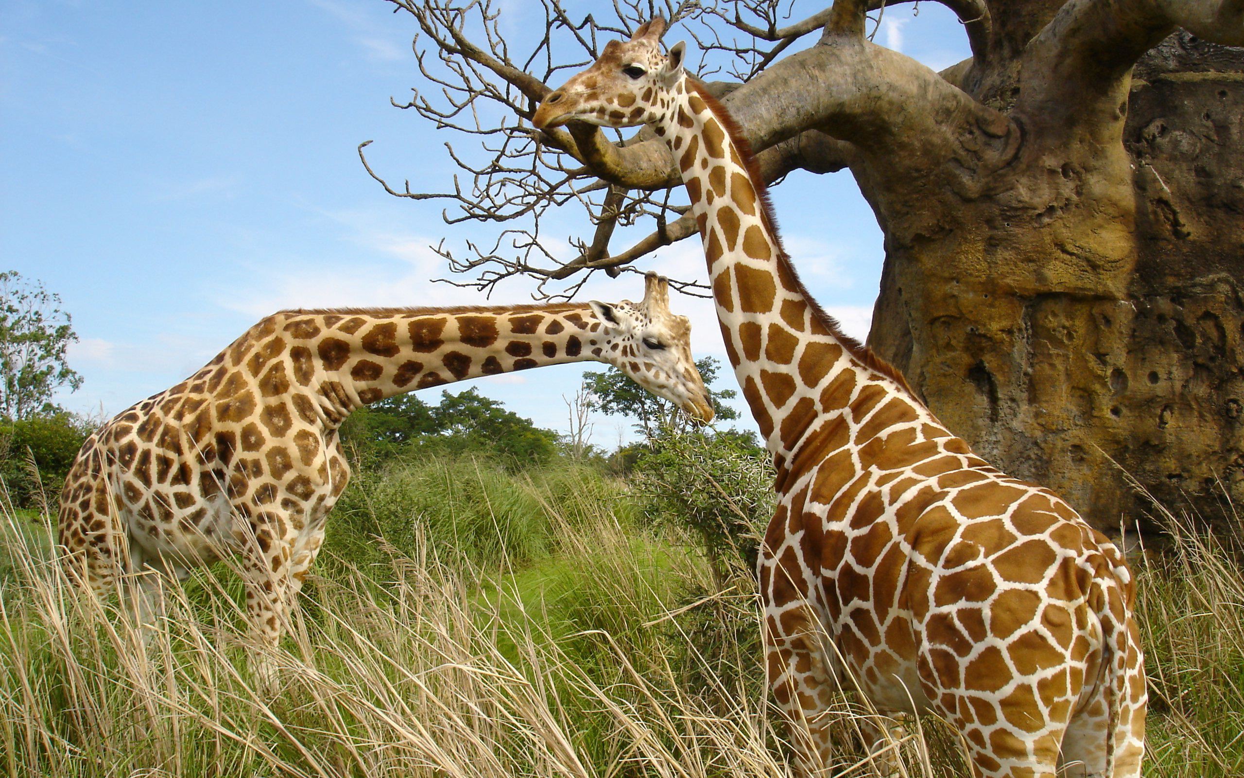 Giraffe pair207243318 - Giraffe pair - pair, Giraffe, Eyes